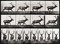 Animal locomotion plate 695 (1887) photograph by Eadweard Muybridge. Original public domain image from The Minneapolis Institute of Art. Digitally enhanced by rawpixel.