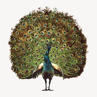 Vintage peacock, animal illustration.   Remixed by rawpixel.