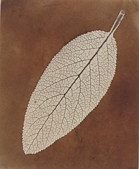 Leaf Study (1839-1840) photography in high resolution by William Henry Fox Talbot.