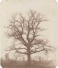 Oak Tree (mid-1840s) photo in high resolution by William Henry Fox Talbot.