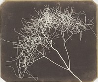 Wild Fennel (1841–42) photography in high resolution by William Henry Fox Talbot.