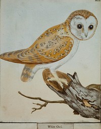 White Owl, No. 26 (1789) painting in high resolution by William Lewin.  