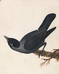 Jackdaw (ca. 1790) painting in high resolution by William Lewin.  