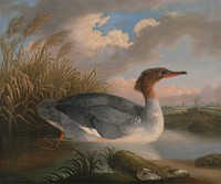 A Dun Diver (Goosander) (1817) painting in high resolution by Robert Wilkinson Padley.  