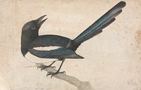 A Magpie painting in high resolution by John Bewick.  