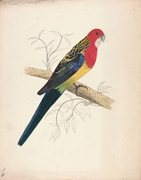 Red-capped Parakeet (female) (1832) painting in high resolution.  