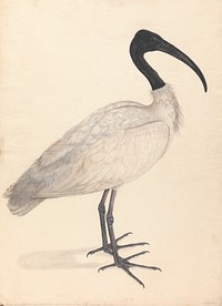 A Black and White Indian Bird, (one of a pair) painting in high resolution.  