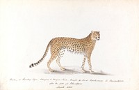 Cheeta, or Hunting Tiger, Belonging to Durjun Saul, Brought by Lord Combermere to Barrackpore, after the Fall of Bhurtpore, March 1826 (1826) painting in high resolution.