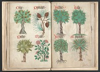 Helmingham herbal and bestiary (1500) print in high resolution   