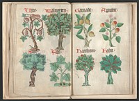 Helmingham herbal and bestiary (1500) print in high resolution   