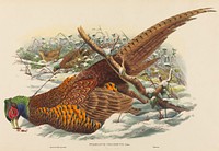 Phasianus colchicus (Ring-necked Pheasant) print in high resolution by John Gould (1804–1881) and William Matthew Hart (1830-1908).  