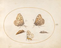 Plate 15: Three Butterflies and Two Chrysalides (c. 1575-1580) painting in high resolution by Joris Hoefnagel.  