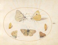 Plate 16: Five Butterflies and Two Chrysalides (c. 1575-1580) painting in high resolution by Joris Hoefnagel.  