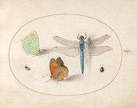 Plate 17: Two Butterflies, a Dragonfly, and Two Small Insects (c. 1575-1580) painting in high resolution by Joris Hoefnagel.  