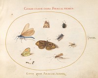 Plate 18: Two Butterflies and a Moth with a Dragonfly, Two Ants, and Four Other Insects, (c. 1575-1580) painting in high resolution by Joris Hoefnagel.  