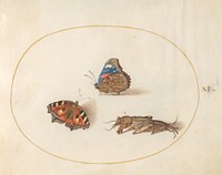 Plate 11: Two Butterflies and a Mole Cricket, (c. 1575-1580) painting in high resolution by Joris Hoefnagel.  