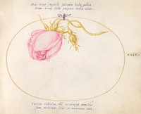 Plate 29: Pink Rose and Rosebud (c. 1575-1580) painting in high resolution by Joris Hoefnagel.  