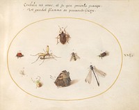 Plate 21: A Butterfly with a Dragonfly, a Ladybug, and Five other Insects (c. 1575-1580) painting in high resolution by Joris Hoefnagel.  