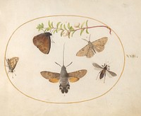 Plate 23: Hawk Moth, Butterflies, and Other Insects around a Snowberry Sprig, (c. 1575-1580) painting in high resolution by Joris Hoefnagel.  