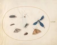 Plate 34: Two Moths with a Spider, a Caterpillar, and Four Other Insects (c. 1575-1580) painting in high resolution by Joris Hoefnagel.  