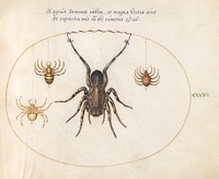 Plate 34: Four Spiders (c. 1575-1580) painting in high resolution by Joris Hoefnagel.  