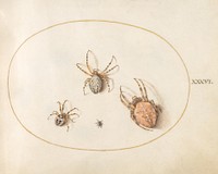 Plate 36: Three Large Spiders and One Small Spider (c. 1575-1580) painting in high resolution by Joris Hoefnagel.  