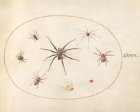 Plate 39: Eight Spiders (c. 1575-1580) painting in high resolution by Joris Hoefnagel.  