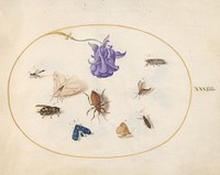 Plate 33: Moth and Butterfly with other Insects and a Columbine Flower (c. 1575-1580) painting in high resolution by Joris Hoefnagel.  