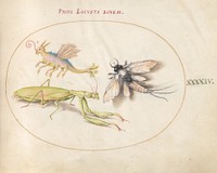 Plate 44: Mantis and Mayfly with an Imaginary Insect (c. 1575-1580) painting in high resolution by Joris Hoefnagel.  