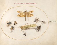 Plate 47: A Dragonfly, a Grasshopper, Flies, and Other Insects (c. 1575-1580) painting in high resolution by Joris Hoefnagel.  