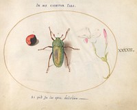 Plate 42: Large Green Beetle with a Plant Gall(?) and a Flower (c. 1575-1580) painting in high resolution by Joris Hoefnagel.  