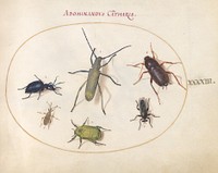 Plate 43: Beetles and Insects (c. 1575-1580) painting in high resolution by Joris Hoefnagel.  