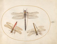 Plate 54: Three Dragonflies (c. 1575-1580) painting in high resolution by Joris Hoefnagel.  