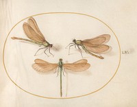 Plate 55: Three Green Dragonflies with Brown Wings (c. 1575-1580) painting in high resolution by Joris Hoefnagel.  