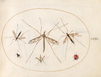 Plate 57: A Ladybug, a Fly, and Four Other Insects (c. 1575-1580) painting in high resolution by Joris Hoefnagel.  