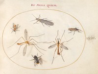 Plate 58: A Bee and Five Other Insects (c. 1575-1580) painting in high resolution by Joris Hoefnagel.  