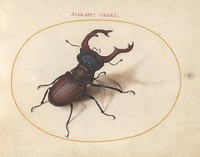 Plate 5: Stag Beetle (c. 1575-1580) painting in high resolution by Joris Hoefnagel.  