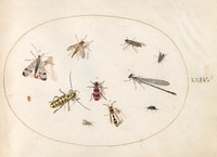 Plate 64: Eleven Insects, Including a Dragonfly and Longhorn Beetle (c. 1575-1580) painting in high resolution by Joris Hoefnagel.  