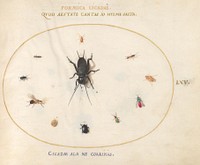 Plate 65: A Cricket Surrounded by Insects, (c. 1575-1580) painting in high resolution by Joris Hoefnagel.  