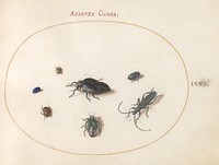 Plate 66: Two Oil Beetles, a Longhorn Beetle, and Four Other Insects (c. 1575-1580) painting in high resolution by Joris Hoefnagel.  