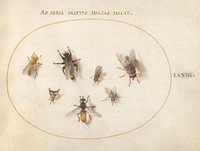 Plate 68: Seven Bees and Flies (c. 1575-1580) painting in high resolution by Joris Hoefnagel.  