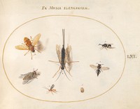 Plate 61: Seven Insects, Including a Small Striped Beetle (c. 1575-1580) painting in high resolution by Joris Hoefnagel.  