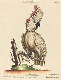 Psittacus albus cristatus maximus (1749-76) print in high resolution by George Edwards.  