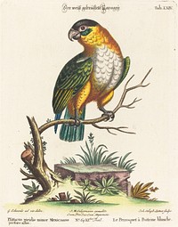 Psittacus viridis minor Mexicanus (1749-76) print in high resolution by George Edwards.  