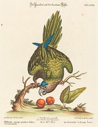 Psittacus minor gutture fusco, occidentalis (1749-76) print in high resolution by George Edwards.  