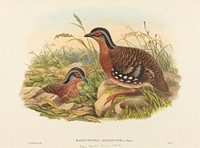 Rufous-breasted Bamboo Partridge (Bambusicola Hyperythra) print in high resolution by John Gould (1804–1881) and William Matthew Hart (1830-1908).  