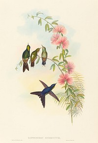 Ramphomicron microrhyncha (Small-billed Thornbill) print in high resolution by John Gould (1804–1881) and Henry Constantine Richter (1821-1902).  