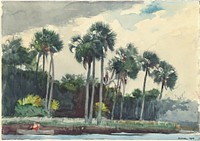 Red Shirt, Homosassa, Florida (1904) by Winslow Homer.  