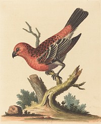 Red and Black Bird (1743-51) print in high resolution by George Edwards.  