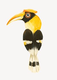 Hornbill bird collage element, cute animal illustration psd